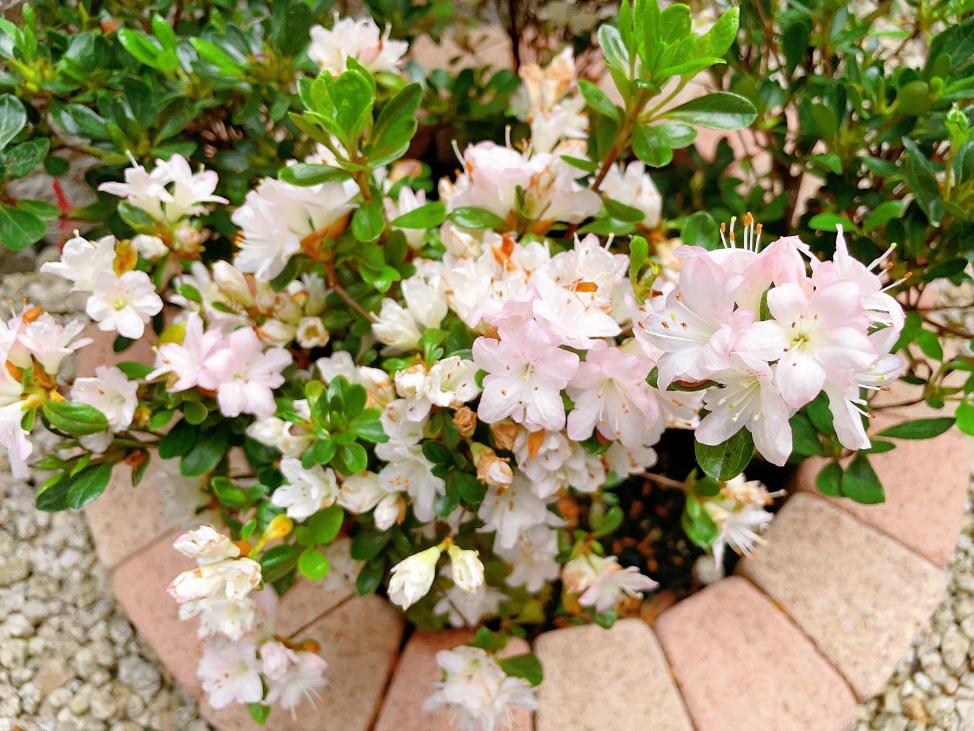 Suikakan Heianjingumae 酔花間 Kyoto Extérieur photo